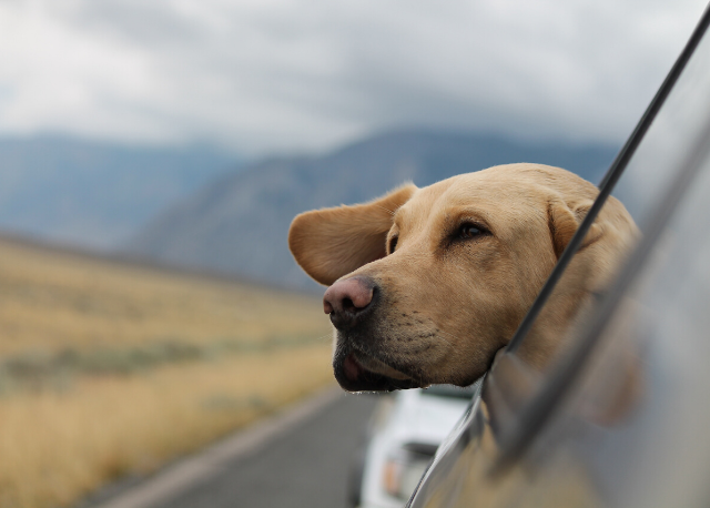 6 webs de alojamientos para viajar con mascotas