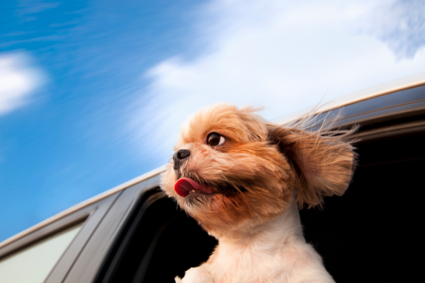 Destinos para viajar con perros: Aragón es Petfriendly